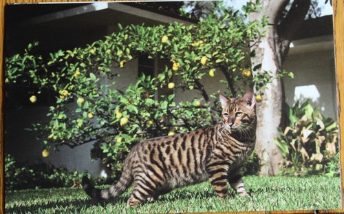 Gato Moderno Postal LaPerm Toyger Esfinge Sokoke Raquetas de Nieve Gatos Nuevo - Elige Uno - Imagen 5 de 8