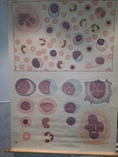 Karta ścienna szkolna tablica dydaktyczna rolka KREW II, niemiecka Muzeum Higieny w Dreźnie