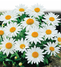 6 x  Shasta Daisy 'Mayfield Giant'| African Daisy |