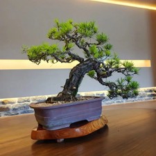Elegant Pine Tree Bonsai in Premium Pot