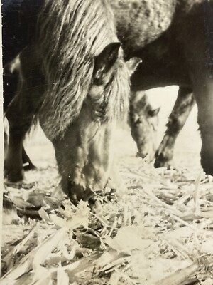 MF Photograph Artistic Close Up POV Point Of View Horse Head Face Charley