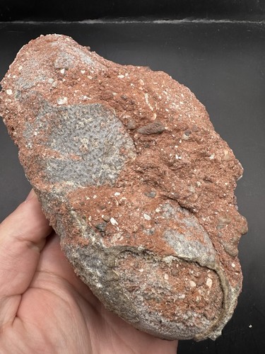 Fossil Raptor Egg Fossil Dinosaur Egg With Detailed Eggshell