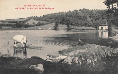 21 SAULIEU BOLOGNA-SEE - KUH - 42998