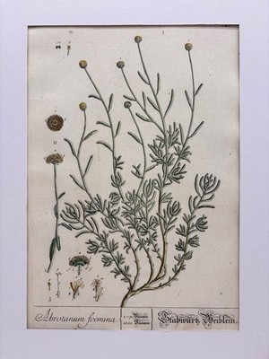Abrotanum foemina / Stabwürtz Weiblein. Kol. Kupferstich Nr. 346 von N.F. Eisenb