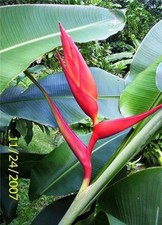 HELICONIA CORAL SURPRISE LIVE TROPICAL RHIZOME EXOTIC PLANT