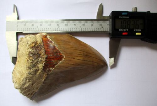 Megladon fossiler Zahn 4,3" große schöne Serationen USA - Bild 2 von 6