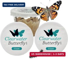 Clearwater Butterfly Painted Lady Butterflies -10 Live Caterpillars to Butterfly