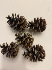Pine cones Various Shapes And Sizes For Craft...
