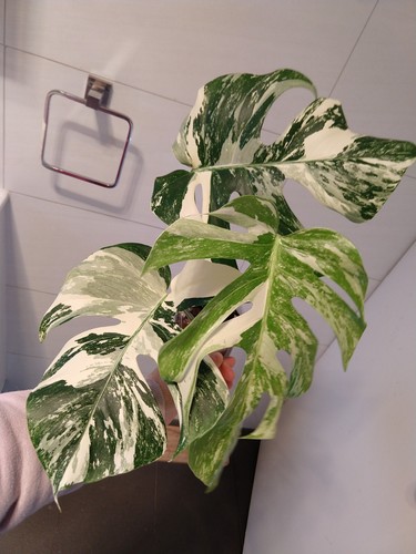 variegated monstera borsigiana albo (plant w/ 4 leaves+1 shoot)update on 8/8 - Picture 11 of 12