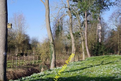 Foto A3 Schneeglöckchen bei Winwick Winwick \/SP6273 Immer der Vorbote der SP C2022
