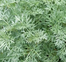WORMWOOD SEEDS 500+ Perennial herb GARDEN ARTEMISIA ABSINTHIUM FREE SHIPPING