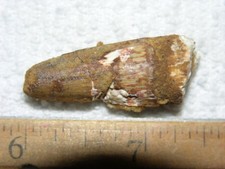 Dinosaur fossil tooth Spinosaurus Cretaceous Era bigger 1.5 inch long E22