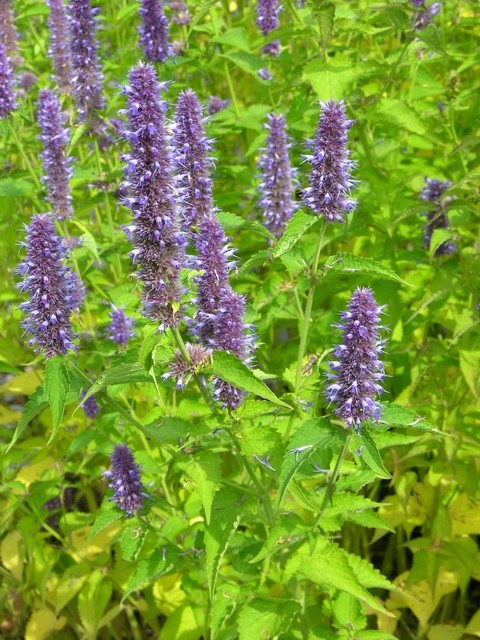 GIANT HYSSOP - AGASTACHE MEXICANA - LAVENDER BLUE 1400 FINEST SEEDS - PERENNIAL