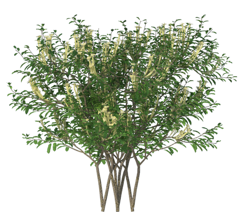 VRAY MAT & VMESH OF PLANTS/FLOWER VASES/GRASS FOR SKETCHUP (Huge Collection) - Picture 2 of 12