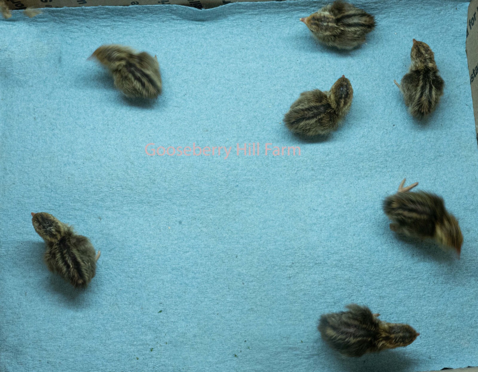 African Harlequin Quail 8+ hatching eggs eBay