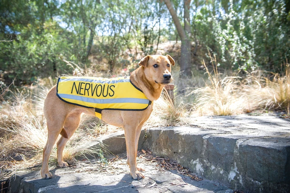 Abrigos para mascotas perro NERVIOSOS amarillos impermeables reflectantes cálidos ajustables  Foto 2 de 4