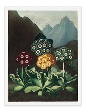 A Group of Auriculas 1807 Temple of Flora Botanical Art Print - Wall Decor