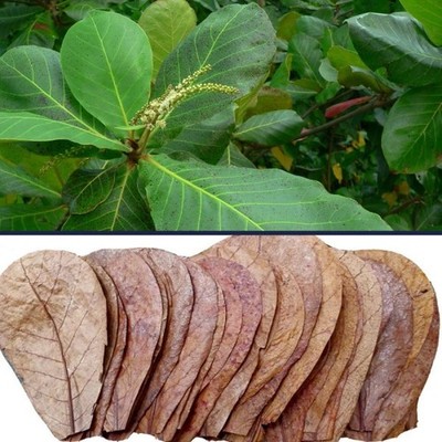 100% Natural Indian Almond Catappa Leaves   Dried Tannin Leaves for Fish Tanks