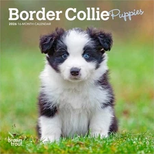 Border Collie Puppies | 2026 7x14" (Hanging) Monthly Mini Wall Calendar