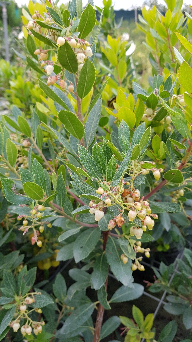 Arbutus unedo Compacta Arbousier de qualité supérieure pour aménagement paysager