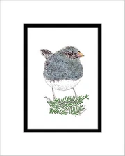 Dark-eyed Junco, Note Card, Pen and Ink, Matted
