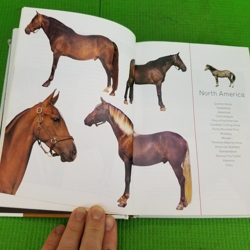 Horses In Human History & Horse Breeds Lot of 4 HC/PB Equestrian Learning Books - Picture 12 of 13