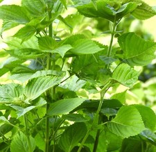 100x Japanese Green Perilla Shiso Oriental Basil Leaves - Herb