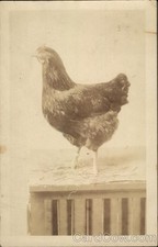 Chicken Crate Original Vintage Real Photo Postcard RPPC