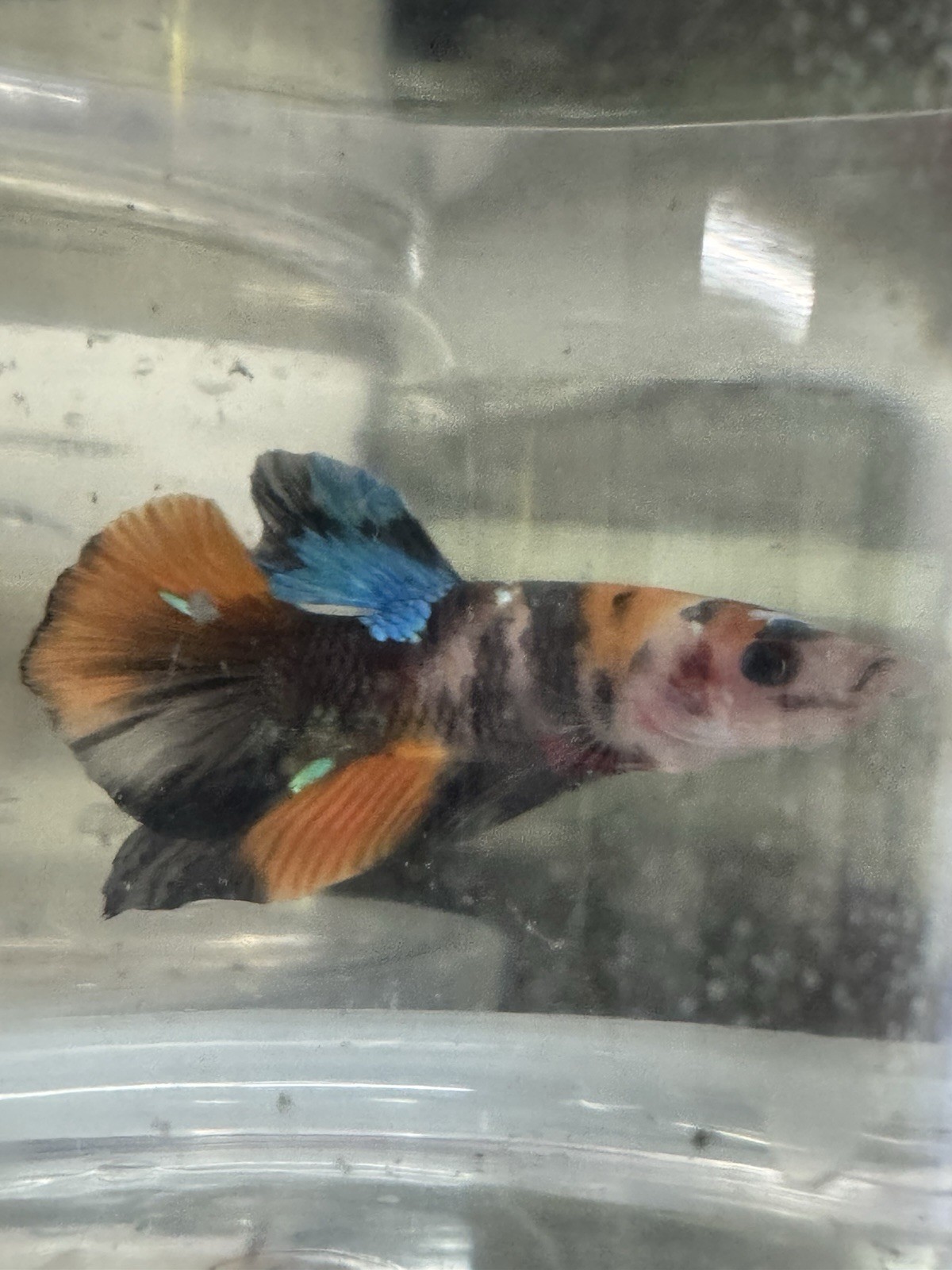 Vibrant Koi Galaxy Male Betta Fish with Stunning Colors