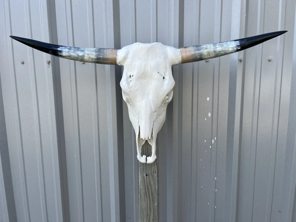 25+ Bull Horns for sale | Updated Oct 2026