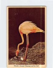 Postcard Beautiful Flamingo Nesting In Florida USA