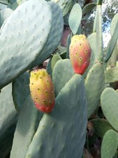 FICO D'INDIA -vaso 14cm- FICHI D'INDIA PIANTA Opuntia ficus-indica