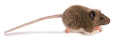 HANSA Chiron Mouse No.5577 12cm
