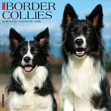 Border Collies 2026 12" x 12" Wall Calendar (free shipping)
