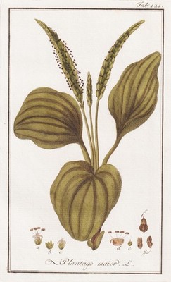Plantago maior Wegerich broadleaf plantain Botanik engraving Kupferstich 1790