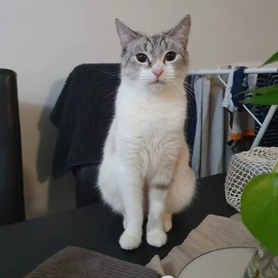 Rescue Cat For Adoption Collette Cats Kittens Gumtree Australia Brisbane South West Eight Mile Plains 1257263592