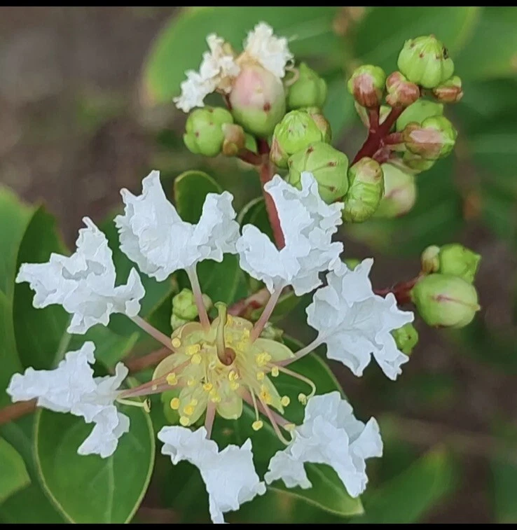 1,000 Crape Myrtle Seeds Crepe (Lagerstroemia Indica) (1,000 Seeds) - Image 2 of 3