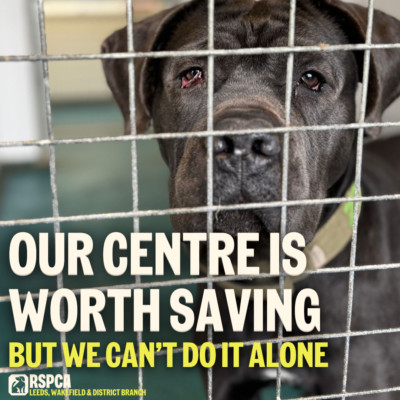 Donate To Help Save Our Animal Rescue Centre 🐾 RSPCA Leeds and