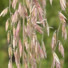 Sideoats Grass Seeds for Planting - Bouteloua curtipendula