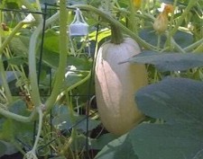 100 Spaghetti Squash Seeds Heirloom Vegetable