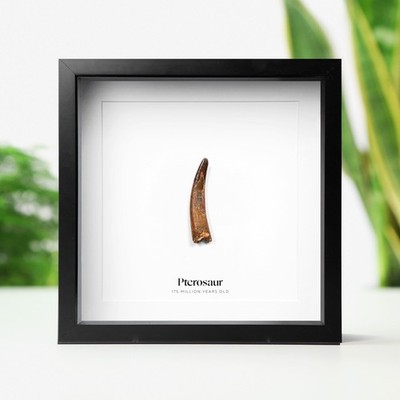 Flugsäure Zahn echter Dinosaurier Fossil Box Rahmen Wohndeko Innenarchitektur Geschenk