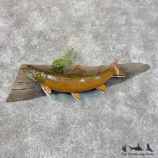 #30118 N | 16.5" Brook Trout Taxidermy Fish Mount For Sale