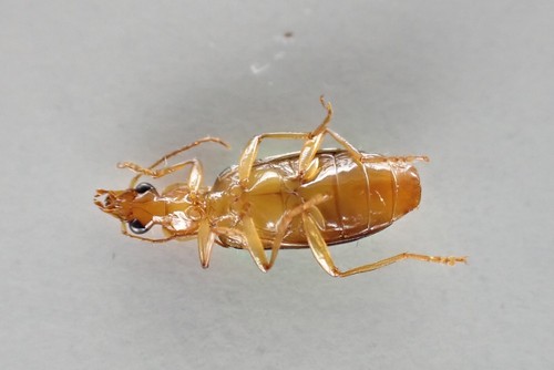 D32844. Insects, butterflies: Cicindelidae sp. South Vietnam. - 第 2/2 張圖片