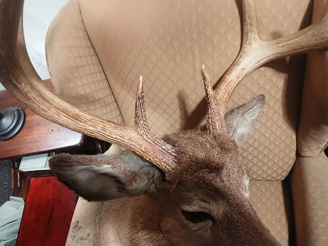 Taxidermia cabeza de ciervo cola blanca montaje 8 puntos 21" extensión 14" alto Foto 4 de 4