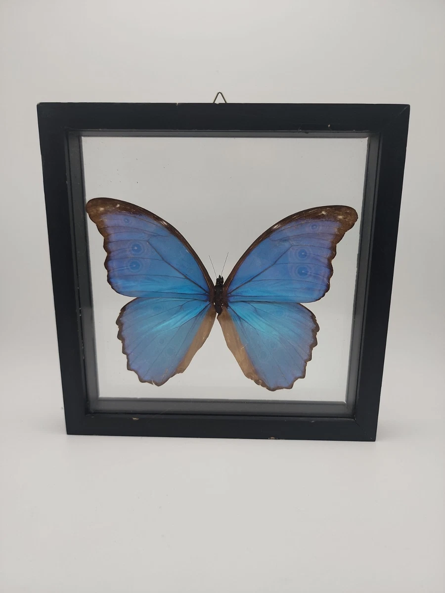 Morpho for sale | eBay