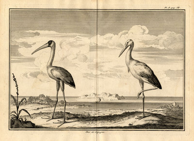 2 antike Drucke - IBIS - STORCH - Perrault - Duflos - 1734