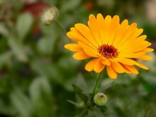 9 Old Fashioned Cottage Marigold Calendula Annual Plug Plants Ready