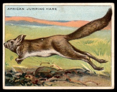 AFRICAN JUMPING HARE 1909 T29 HASSAN CIGARETTES - ANIMALS