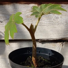 Tetrapanax papyrifera steroidowy gigant, łącznie 30+ cm