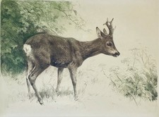 "Rehbock" Radierung von Kurt Meyer-Eberhardt (Hanfstaengl Nachlass) – 25 x 19 cm
